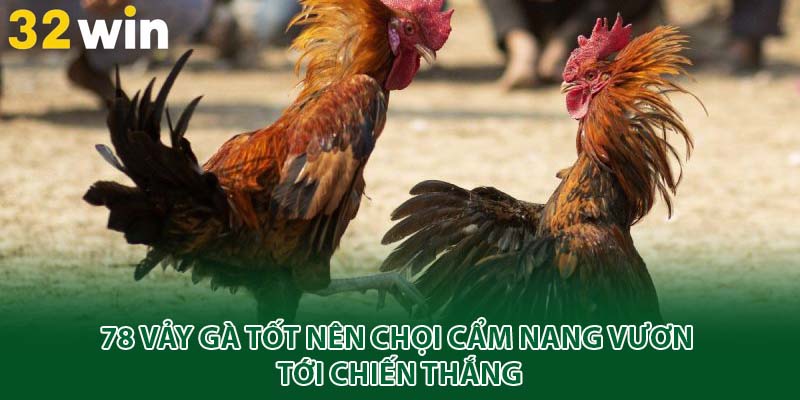 78 vảy gà tốt nên chọi