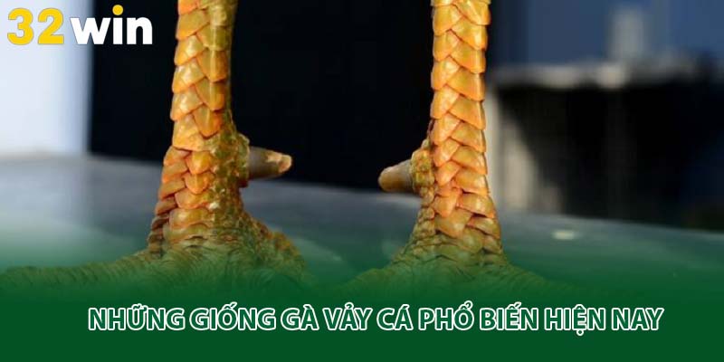 Những giống gà vảy cá phổ biến hiện nay