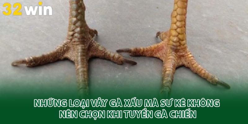 Những loại vảy gà xấu mà sư kê không nên chọn khi tuyển gà chiến