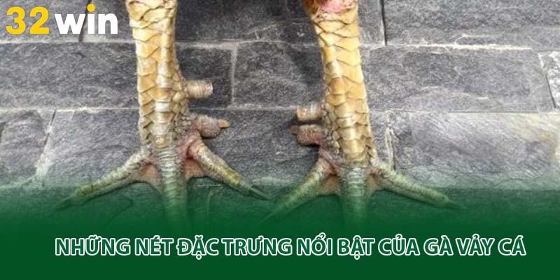Những nét đặc trưng nổi bật của gà vảy cá