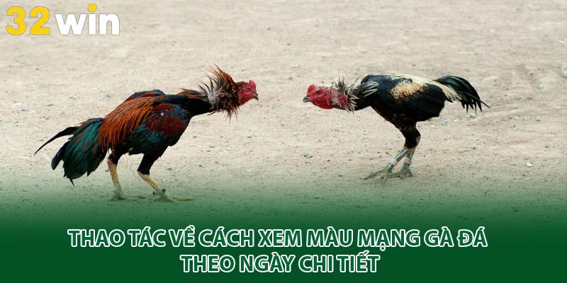 Thao tác về cách xem màu mạng gà đá theo ngày chi tiết