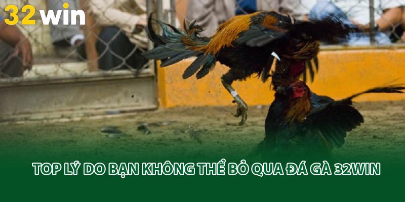 Top lý do bạn không thể bỏ qua đá gà 32win